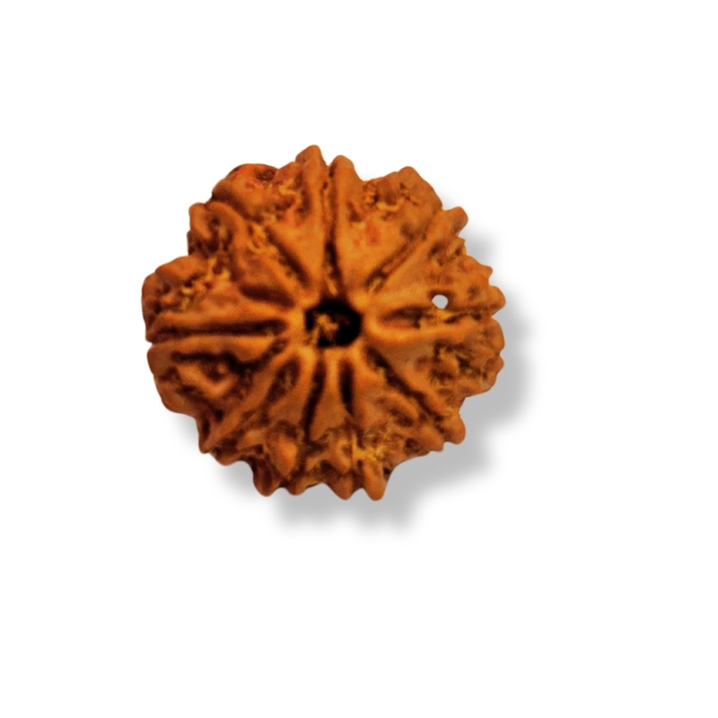9 Mukhi Rudraksha Nepali