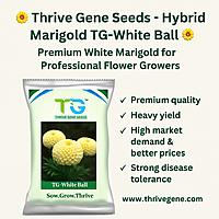 Hybrid Marigold TG-White Ball