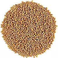 Bili Sasive- White mustard-Sinapis Alba