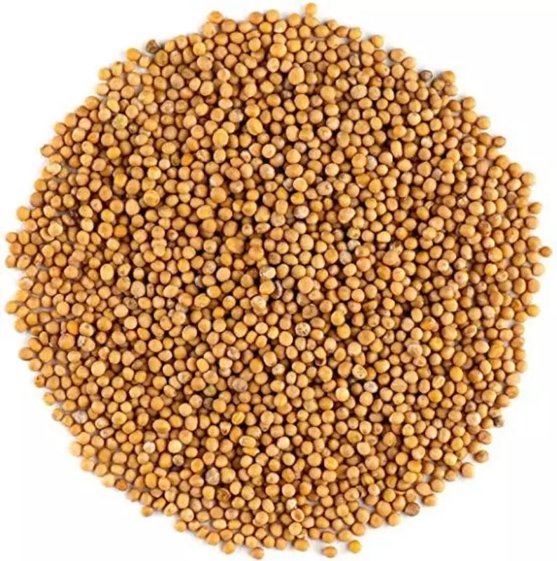 Bili Sasive- White mustard-Sinapis Alba