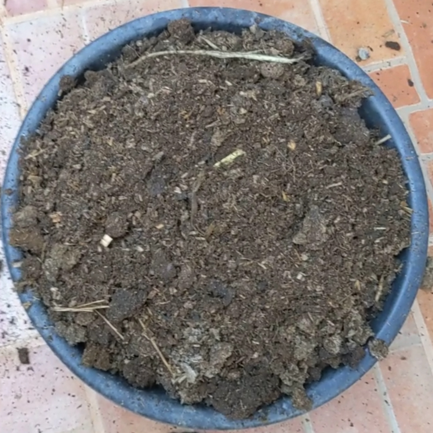 25 kg Aged Cow Manure