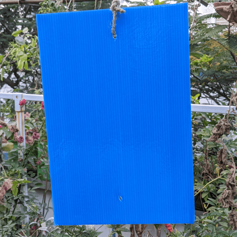 10 Nos pack of Blue Sticky Trap for Insects A4 size (210*297)