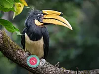 The Greater Horn bill