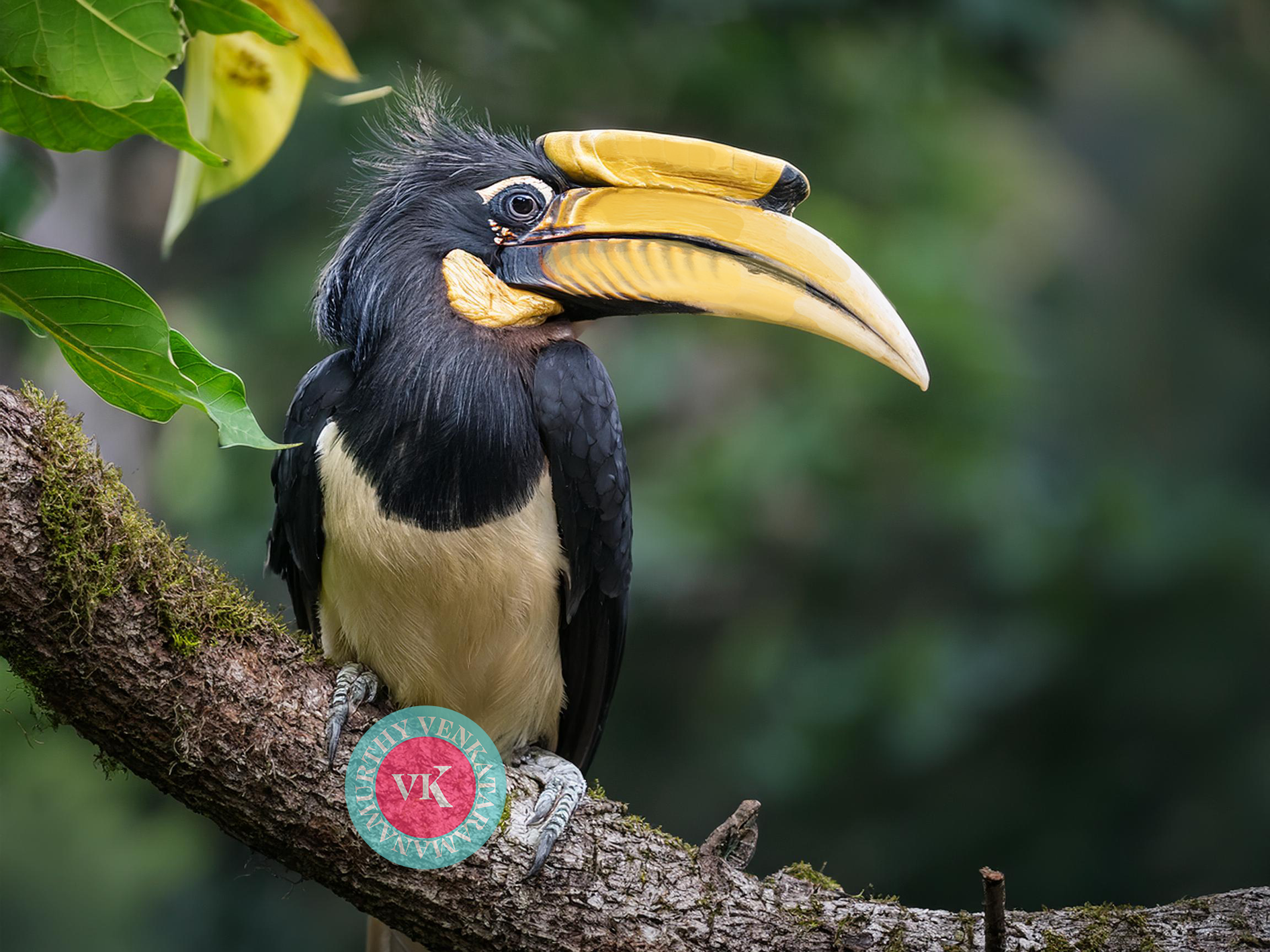 The Greater Horn bill