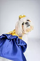 Golden Blue Party Dress
