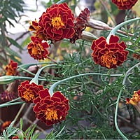 Marigold Flower seeds (15 to 20)
