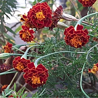 Marigold Flower seeds (15 to 20)