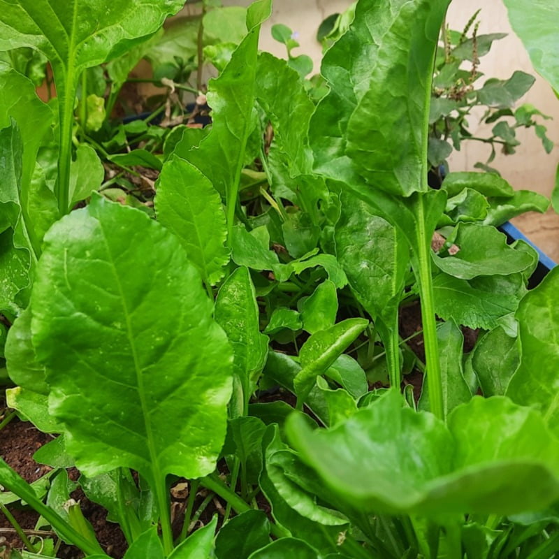 Spinach పాలకూర Palak (20 to 30 seeds )