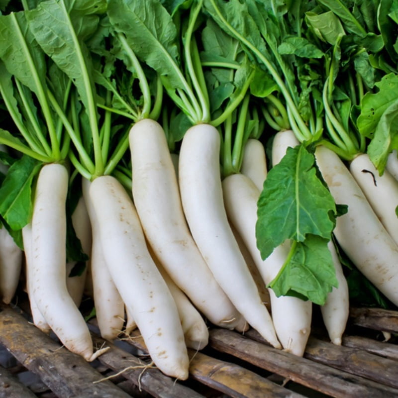 Radish ముల్లంగి Moolee 13-15 seeds