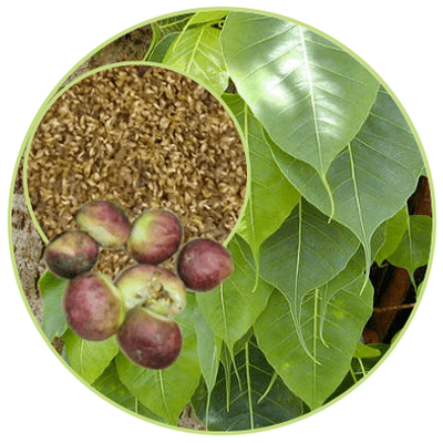 ARASAM VITHAI / SACRED FIG SEED POWDER