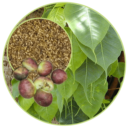 ARASAM VITHAI / SACRED FIG SEED POWDER