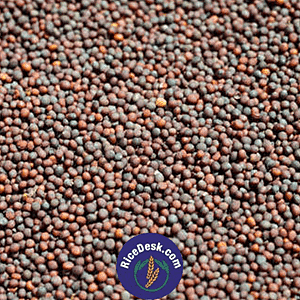 Aavalu | Mustard Seeds Aavalu | Mustard Seeds