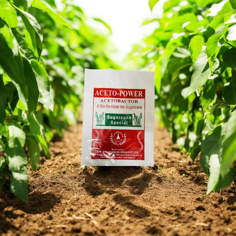 Nitrogen-Fixing Bacteria for Sugarcane Crops | Aceto Power | Acetobacter