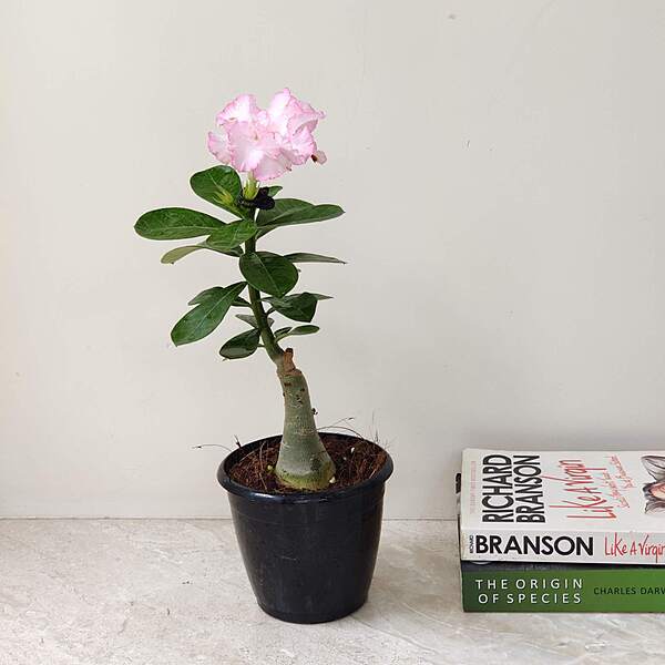 Adenium Flower Plant in 12cm Plastic Pot