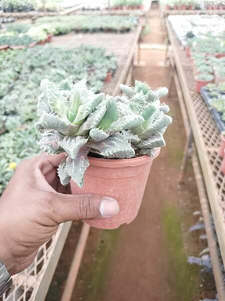 Adromischus cristatus
