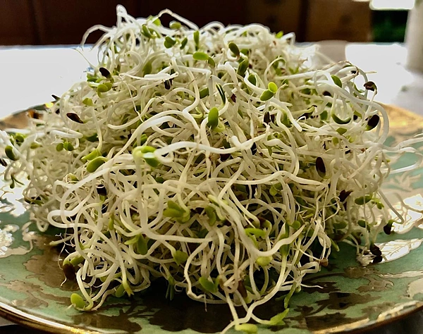 Organic Alfalfa Sprouts 20 Gms