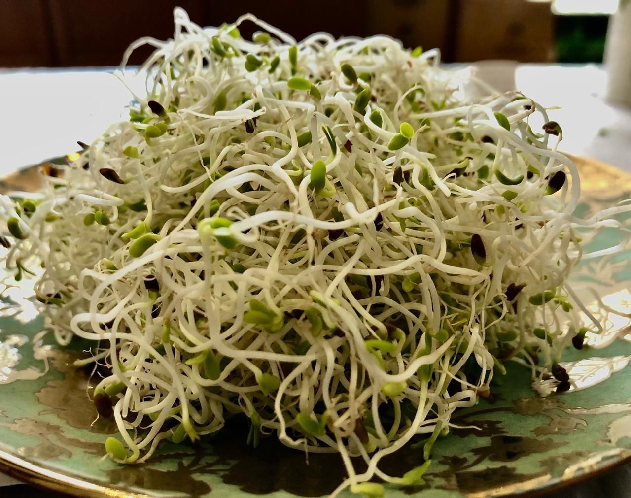 Organic Alfalfa Sprouts 20 Gms