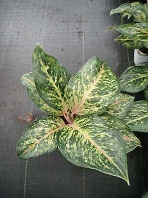 Agalonema Night Sparkle