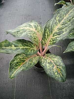 Agalonema Night Sparkle