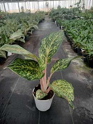 Agalonema Night Sparkle