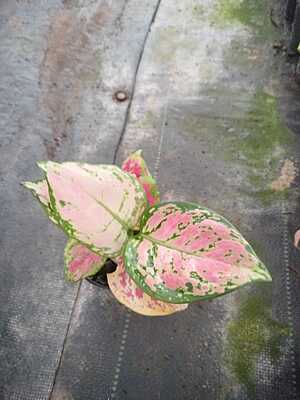 Agalonema Starbuck Cochin