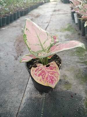 Agalonema Starbuck Cochin