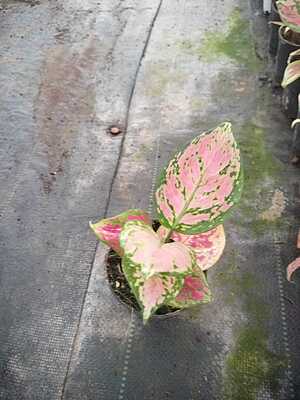 Agalonema Starbuck Cochin