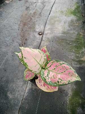 Agalonema Starbuck Cochin