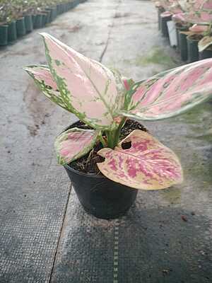 Agalonema Starbuck Cochin