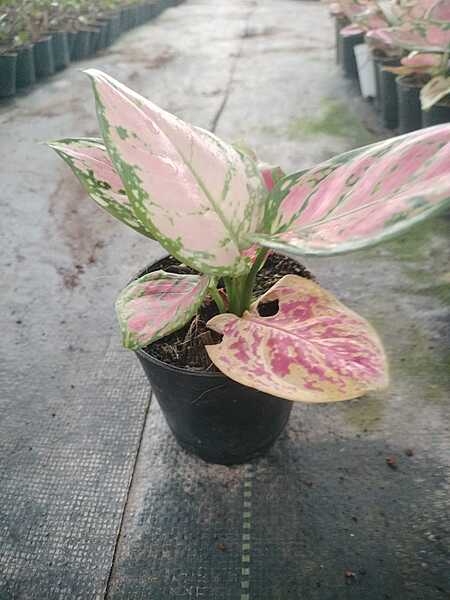 Agalonema Starbuck Cochin