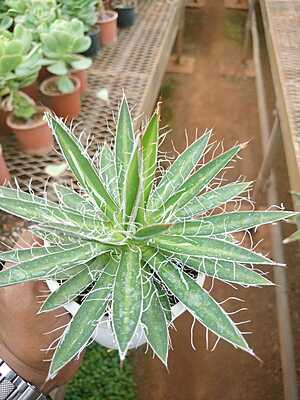 Agave Filifera Agave Filifera