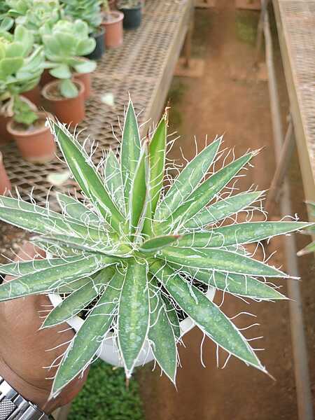 Agave Filifera Agave Filifera