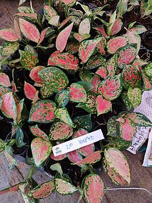 Aglaonema 20 Karat