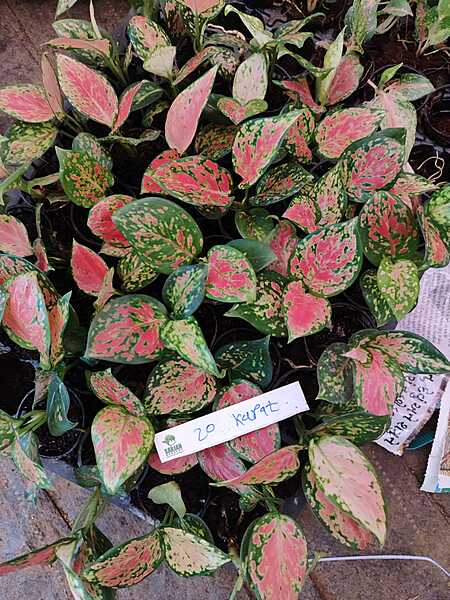 Aglaonema 20 Karat