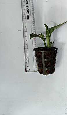 Aglaonema Anjamani