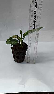 Aglaonema Anjamani