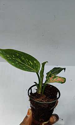 Aglaonema Anjamani