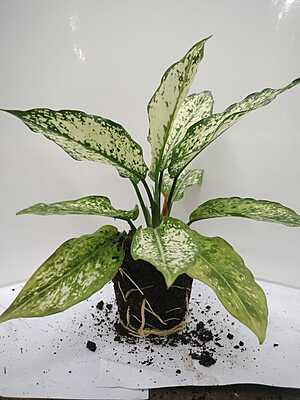 Aglaonema Butterfly