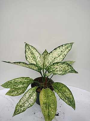 Aglaonema Butterfly