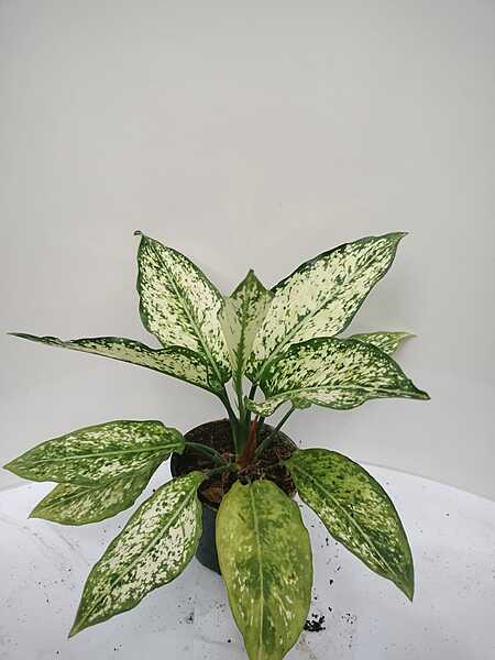 Aglaonema Butterfly