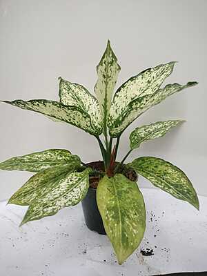 Aglaonema Butterfly