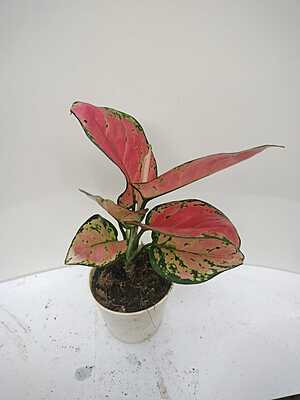 Aglaonema Lipstick