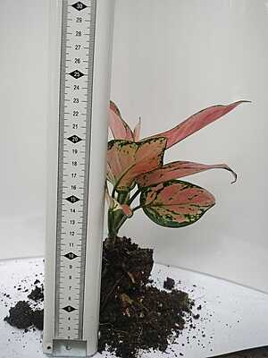 Aglaonema Lipstick