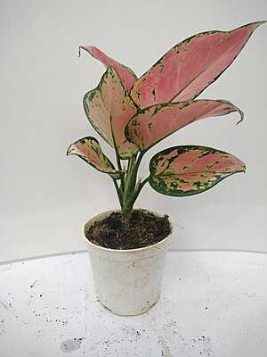 Aglaonema Lipstick
