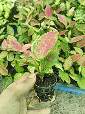 Aglaonema Lipstick