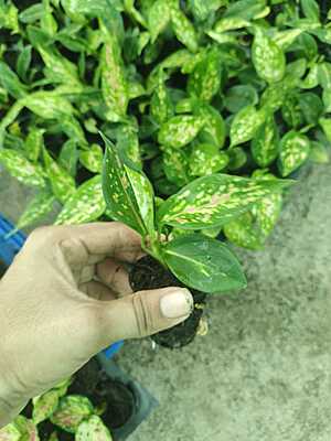 Aglaonema Lipstick