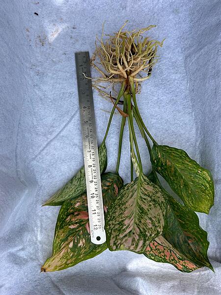 Aglaonema Lipstick