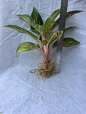 Aglaonema Pink Stem Snow White