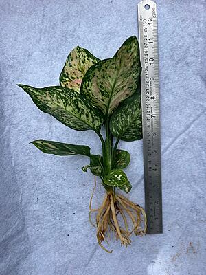 Aglaonema Maria Christina
