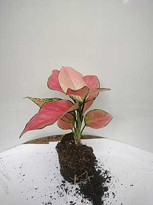 Aglaonema Pink